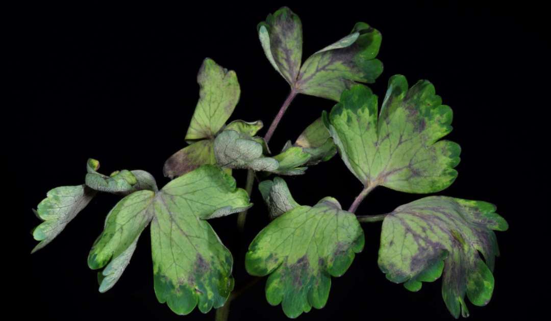 Pflanzenschädling Peronospora aquilegiicola