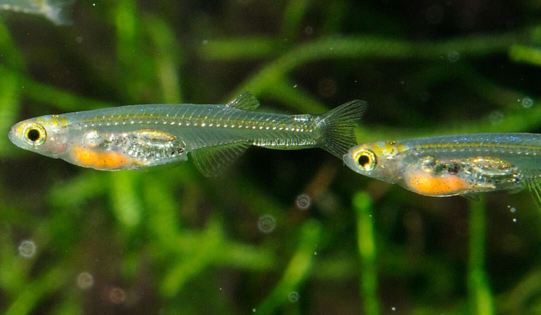 Fisch Danionella