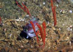Ein Tintenfisch (Neorossia caroli) sucht Schutz in den Korallengärten vor der Küste Mauretaniens. Foto: T. Lundälv, Sven Lovén Centre for Marine Infrastructure, Sweden
