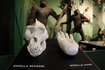 Modelle Gorillaschädel und -hand