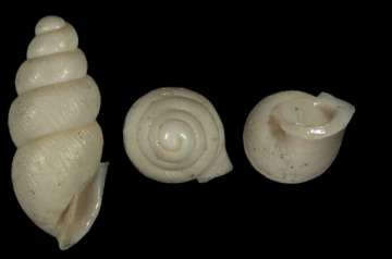 Die weniger als 1,6 Millimeter große Art Carychium nashuaense wurde neu entdeckt.