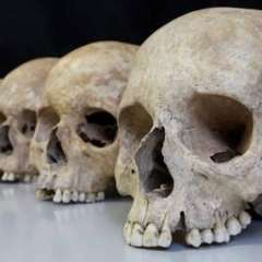 Pressemeldung menschliche Skelette