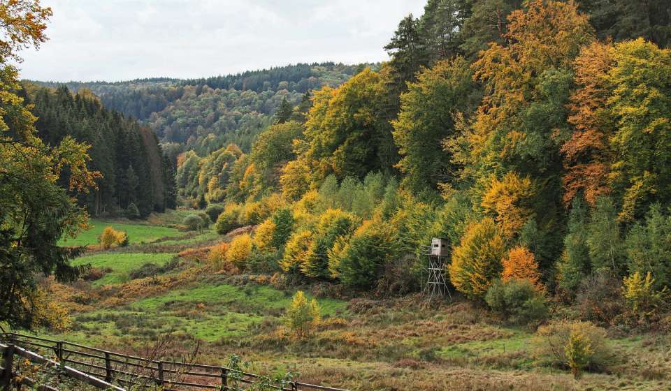 Wald Mischwald