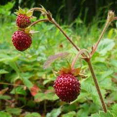 Erdbeere_Fragaria moschata