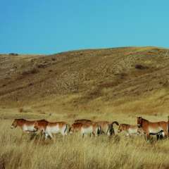 Przewalski-Pferde