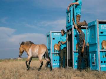 Przewalski-Pferd